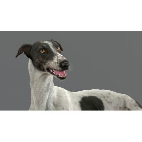 3D Greyhound (4) (Fur) (Rigged) model